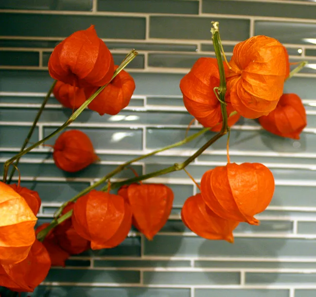 anyone know what kind of flowers these are?