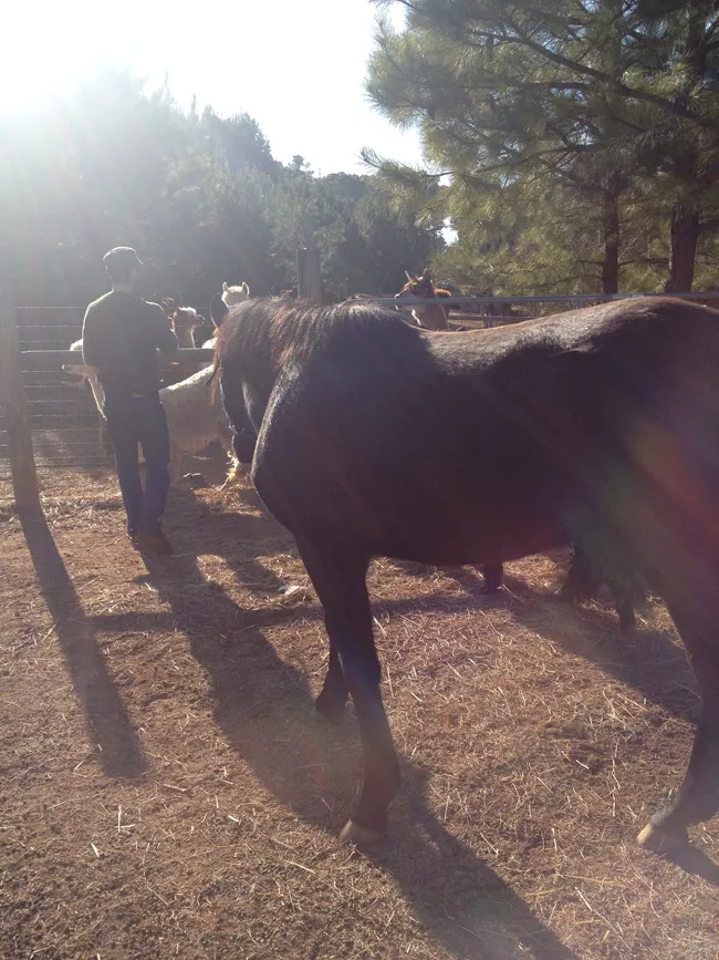 horsey