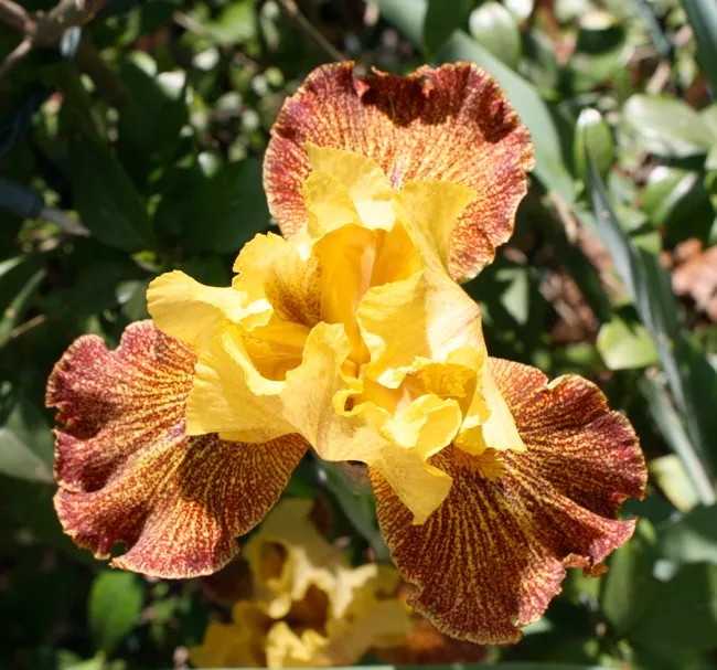 iris