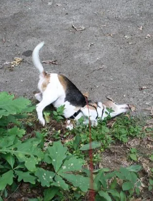 lucy finds a scent