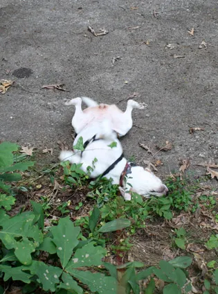 lucy rolls in the scent