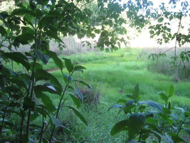 a perfect place to lurk