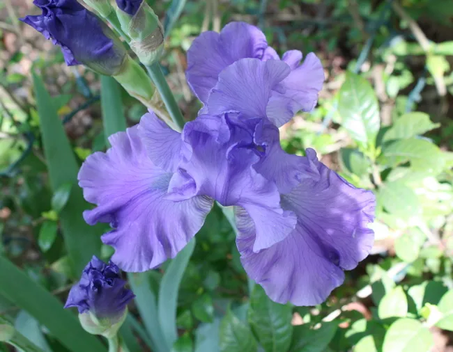 blooming purple iris
