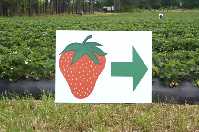 sign pointing to strawberry patch