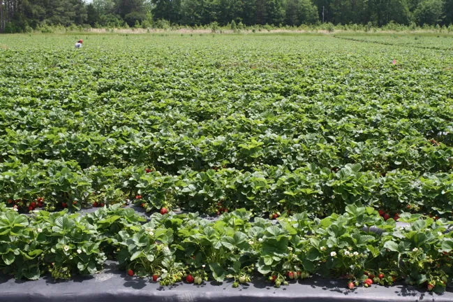 washington farms in watkinsville, ga