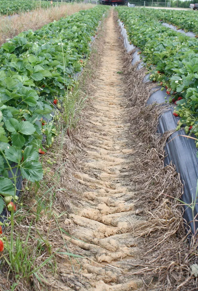row of strawberry plants