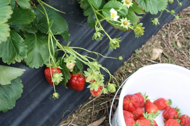 closeup of a strawberry vine