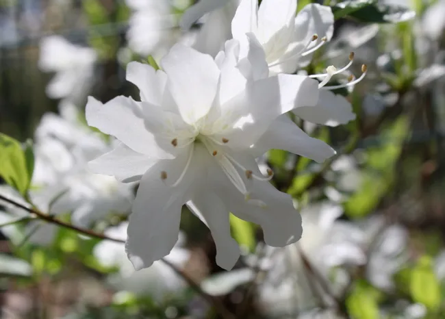 white azalea